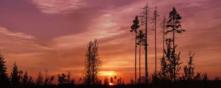Northern panoramic landscape at sunset. Silhouettes of trees and the setting sun over the marsh in romantic colorsの写真素材