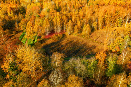 Yellow autumn park aerial view. Landscape in autumn colorsの写真素材