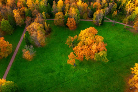 Orange autumn tree on a bright green lawn in the park. High angle aerial view