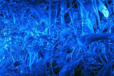 Ð¡lose-up of dense greenery in blue light. Natural macro texture and backgroundの写真素材
