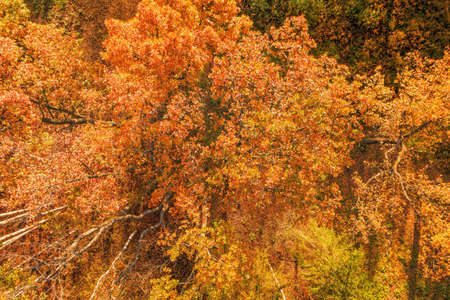 Orange lush foliage on autumn trees top view. Natural texture and backgroundの写真素材