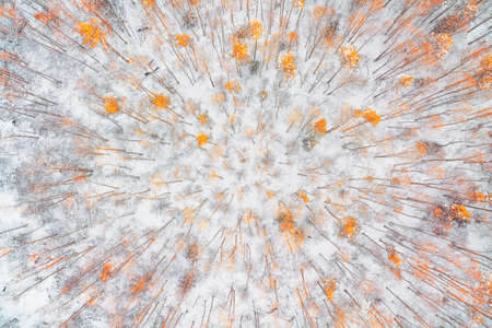 White snow covered winter forest with bright autumn colored trees top aerial view. Abstract landscapeの写真素材
