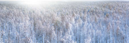 White winter snow covered mixed forest aerial panoramic view. Large and wide aerial landscape, high key imageの写真素材