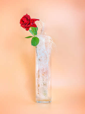 Red rose in glass vase with splashing water. Abstract minimalist imageの写真素材