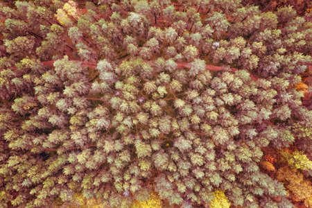 Bright autumn forest top aerial view. Abstract landscape