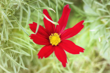 Red flower close up. Top view against green grass, toned imageの写真素材
