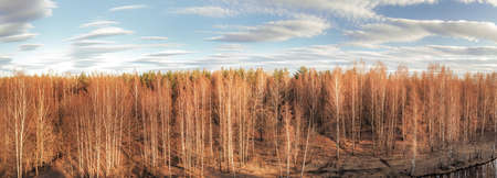 Spring birch forest large panoramic view. Aerial scenic landscapeの写真素材