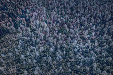 Dark forest in moon light aerial view. Blue toned image for texture and background