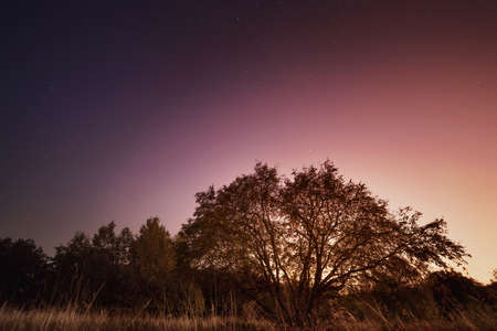 Lonely tree under the starry sky. Night astronomical landscapeの写真素材
