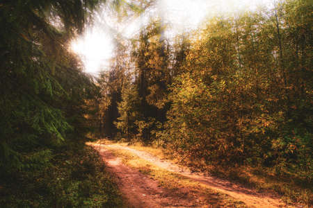 Sunny scene in the morning forest. Idyllic landscape in a mixed forest with the sun between the...