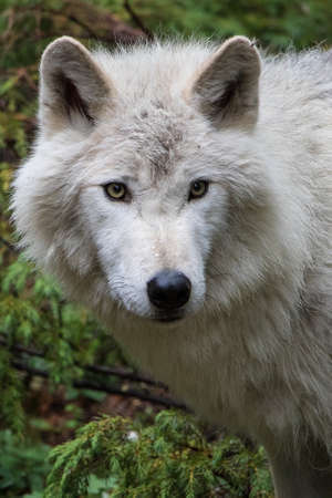 Grey wolf headshot taken in British Columbia, Canada