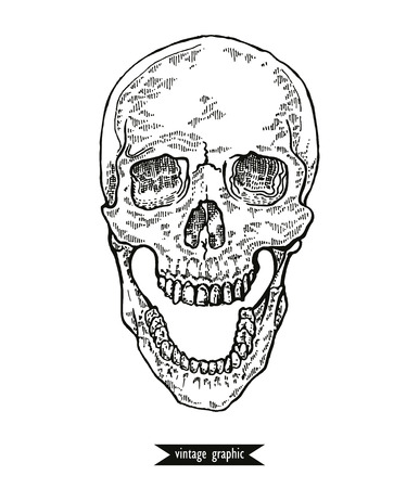 skull in monochrome line art graphic. illustration of human skull vintage.のイラスト素材
