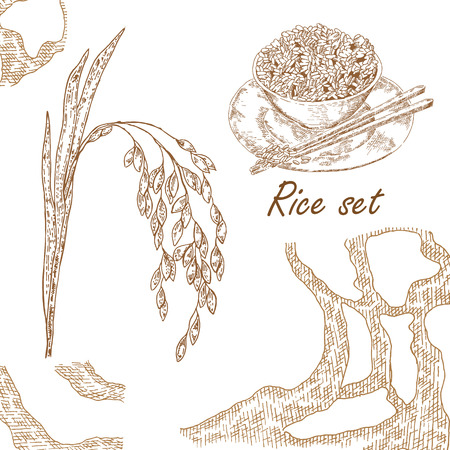 Hand drawn illustration rice plantのイラスト素材