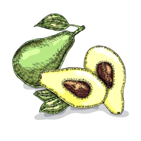 Hand drawn avocado. Vector illustration. Sketch styleのイラスト素材
