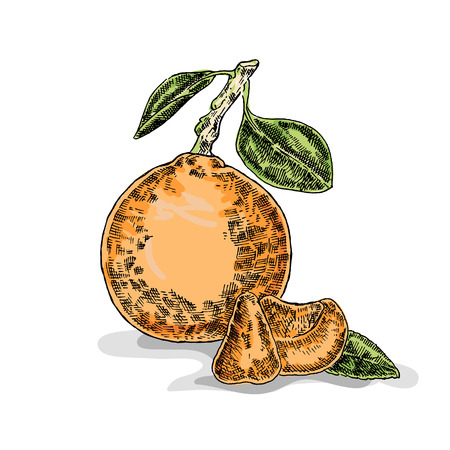 Hand drawn orange. Vector illustration. Sketch styleのイラスト素材