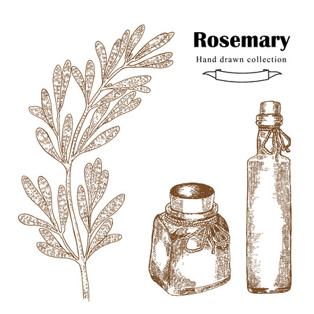Hand drawn rosemary sprig in sketch style. Herbs and spices illustrationのイラスト素材