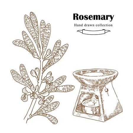 Hand drawn rosemary sprig in sketch style. Herbs and spices illustrationのイラスト素材