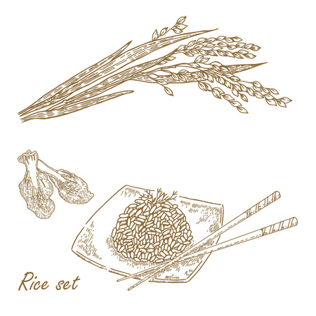 Hand drawn rise plant in sketch styleのイラスト素材
