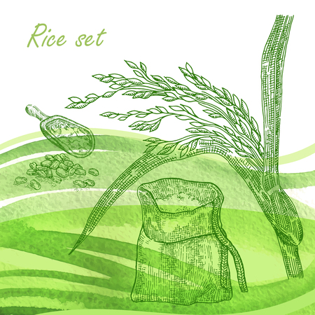 Rise set. Hand drawn rise plant and grain on watercolor backgroundのイラスト素材