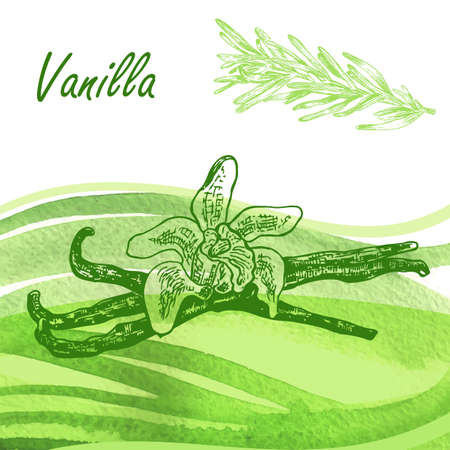 Hand drawn vanilla plant and rosemary on watercolor background. Vector illustration cosmetic herbsのイラスト素材