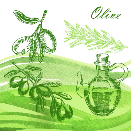 Hand drawn olive twig with jar and rosemary on watercolor background. Vector illustrationのイラスト素材