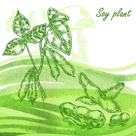 Soy plant set. Hand drawn soy beans on watercolor backgroundのイラスト素材