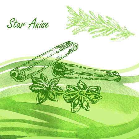 Kitchen herbs. Hand drawn star anise and rosemary on watercolor background. Vector illustrationのイラスト素材