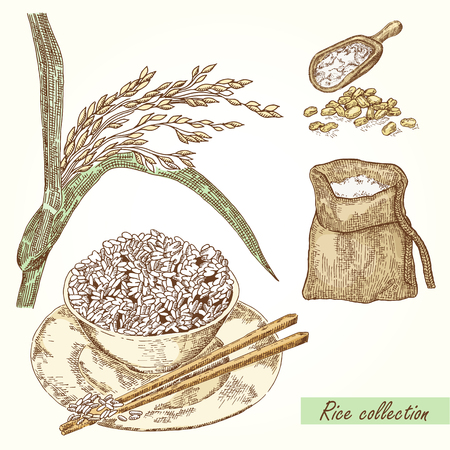 Rice set. Hand drawn illustration of Rice.のイラスト素材