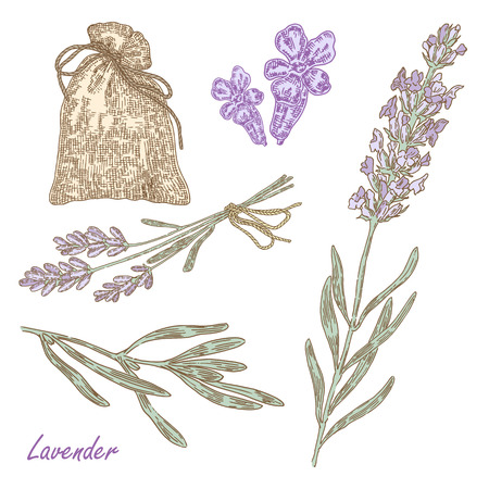 Collection of hand drawn plant lavender. Vector illustration in sketch styleのイラスト素材