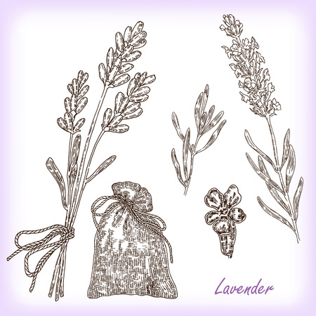 Collection of hand drawn plant lavender. Vector illustration in sketch styleのイラスト素材