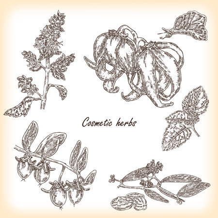 Collection of hand drawn cosmetic herbs. Plant patchouli and jojoba with flower and fruits vector illustrationのイラスト素材