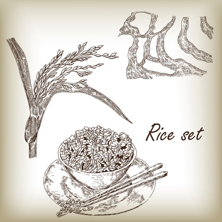 Rice set. Spikelet of rice, rice porridge, rice field, hand drawn vector illustration in sketch styleのイラスト素材