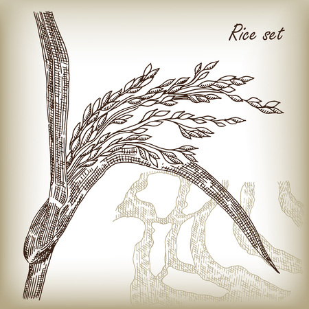 Rice vector. Hand drawn vectorのイラスト素材