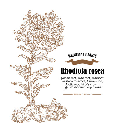 Rhodiola rosea or golden root illustration. Hand drawn medicinal plants in sketch styleのイラスト素材