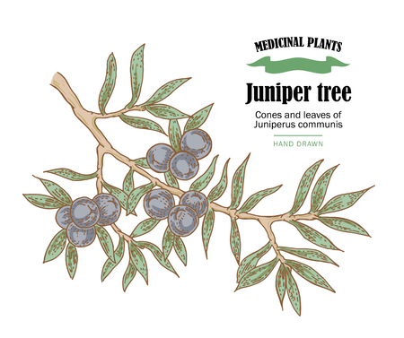 Juniper tree illustration. Cones ans leaves of Juniperus communis. Hand drawn medicinal plants in sketch styleのイラスト素材