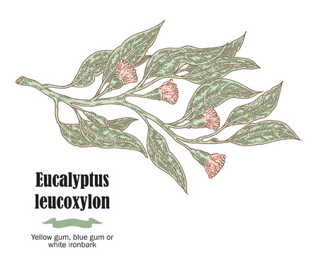 Hand drawn eucalyptus leaves and fruits. Eucalyptus leucoxylon branch. Vector illustrationのイラスト素材