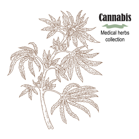 Hand drawn cannabis plant. Medicinal herbs collection. Vector illustrationのイラスト素材