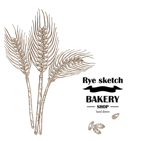 Ears of rye or wheat. Hand drawn cereal. Bakery vector illustrationのイラスト素材
