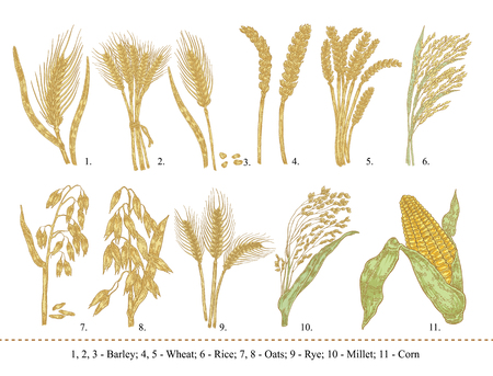 Cereal set. Hand drawn barley, wheat, rice, oats, rye, millet, corn isolated on whiteのイラスト素材