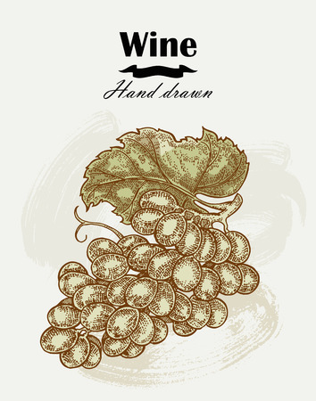 Hand drawn wine grapes vintage. Vector sketchのイラスト素材