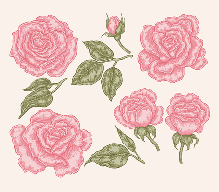Elegant pink rose flowers and leaves in vintage style. Hand drawn botanical vector illustration. Floral design elementsのイラスト素材