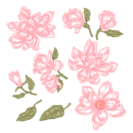 Hand drawn spring magnolia flowers and leaves. Vintage floral collection. Vector illustration.のイラスト素材