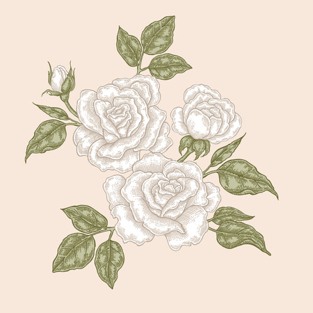 White rose flowers and leaves in vintage style. Hand drawn botanical vector illustration. Floral design elementsのイラスト素材