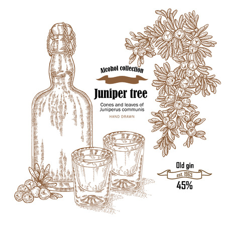Juniper tree and old bottle gin vector illustration. Cones ans berries of Juniperus communis. Hand drawn alcohol set in sketch styleのイラスト素材
