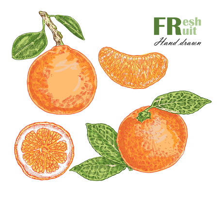 Orange isolated on white background. Fruit vector illustration sketchのイラスト素材
