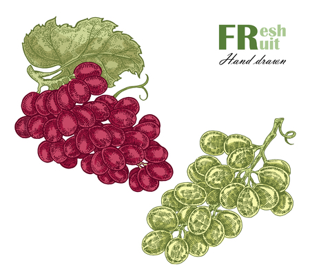 Green and rouge grapes branch isolated on white background. Fruit vector illustration sketchのイラスト素材