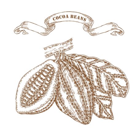 Hand drawn cocoa beans on branch. Vector illustration in sketch styleのイラスト素材