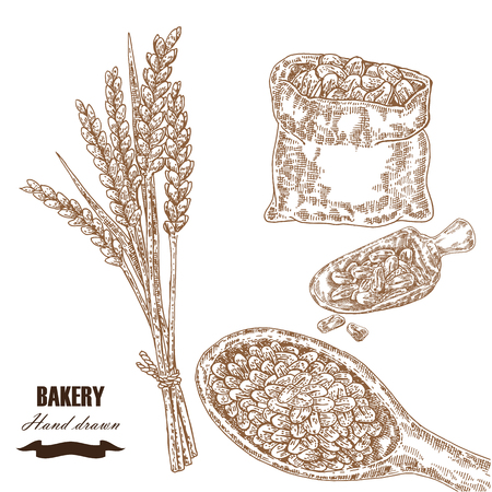 Cereals set. Hand drawn sketch illustration wheat, barley, grain in vintage style. Isolatedのイラスト素材