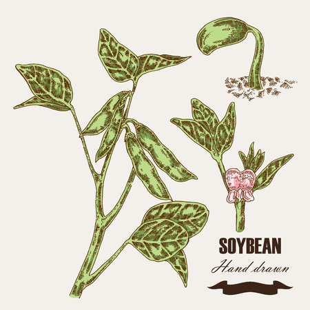 Hand drawn soy plant. Soy twig and soybean. Vector illustration in sketch styleのイラスト素材