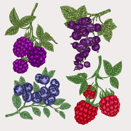 Hand drawn sketch berries. Set with blackberry, raspberry, currant and blueberry branch. Vector illustration vintageのイラスト素材